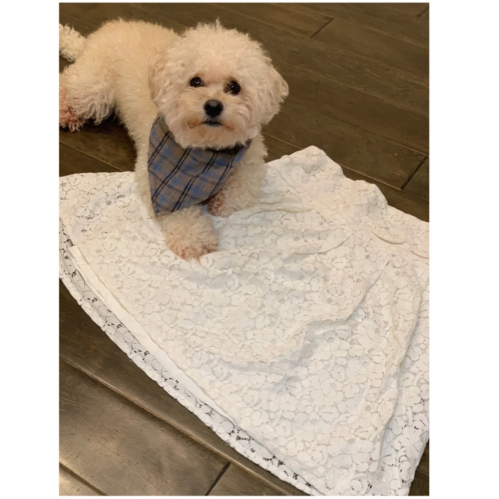 Bebe laced flared skirt